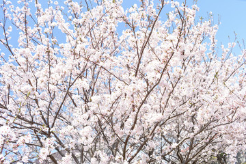 桜咲く日本の春