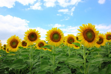 Sunflower in the field with cloudy blue sky and Sunflower of blooming nature. Selective focus .