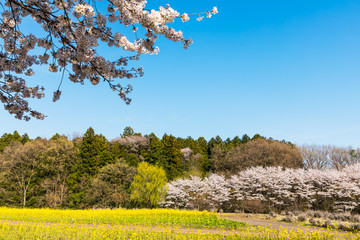(栃木県-自然風景)青空の下の桜並木と菜の花畑７