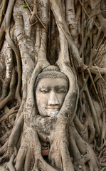 face of buddha in ayutthaya thailand