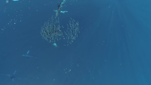 Aerial shots of Stripped marlin hunting and feeding in a baitball in Magdalena Bay, Baja California Sur, Mexico.