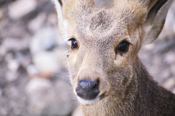 The brown deer is waiting to receive food in the zoo.