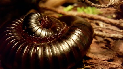 Tachypodoiulus