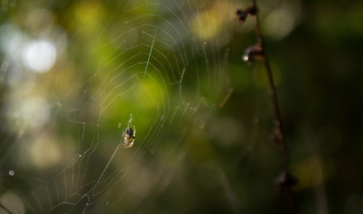 smal spider in a spieder web
