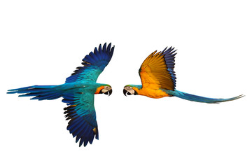 Blue and gold macaw parrot isolated on white