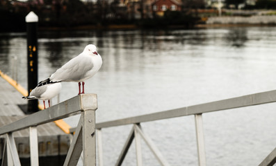 seagull on post