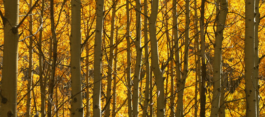 yellow aspen