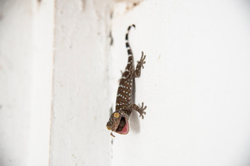 A newborn gecko is born on the wall and looking for the first meal.