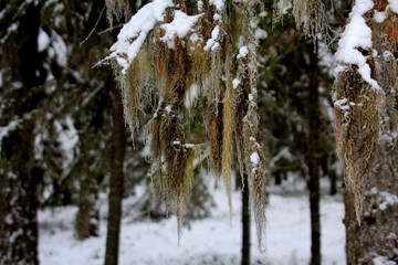 Moss on the branches of a tree.