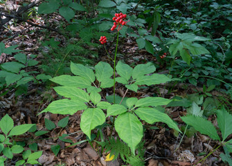 Wild ginseng with berries. A close up of the most famous medicinal korean plant ginseng (Panax...