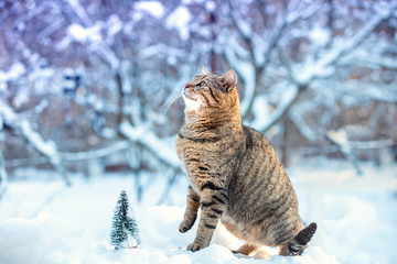 A cat walks in a snowy forest in winter