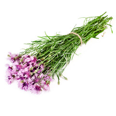 Bouquet of purple cornflowers isolated on a white background.