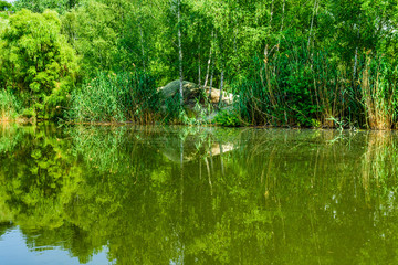 Small lake in the forest on summer