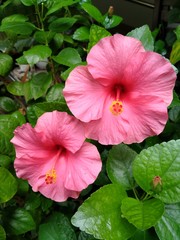 Two beautiful pink hibiscus flowers are blooming