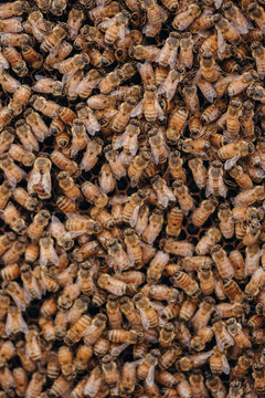 Close up of bees in hive