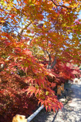鍬山神社 / Kuwayama Temple