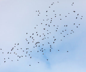 A flock of birds against the sky with clouds