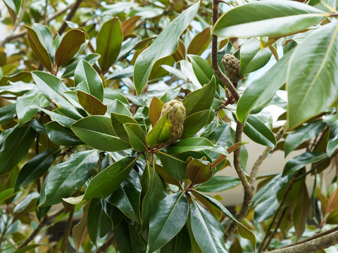 (Magnolia grandiflora) Magnolia &agrave; grandes fleurs blanches et parfum&eacute;es aux feuilles elliptique, lisses, vert brillant, ferrugineuses sur face int&eacute;rieure