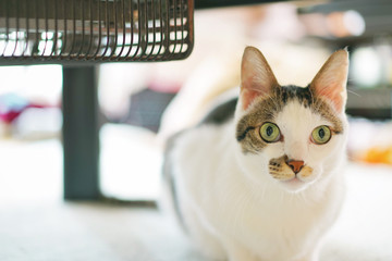 こちらを見る猫