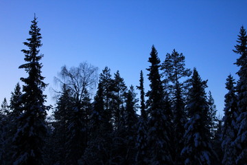 Twilight in the taiga.