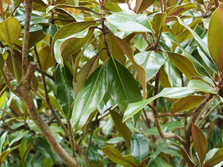 (Magnolia grandiflora) Magnolia à grandes fleurs blanches et parfumées aux feuilles elliptique, lisses, vert brillant, ferrugineuses sur face intérieure