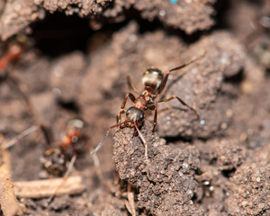 ants work in the land