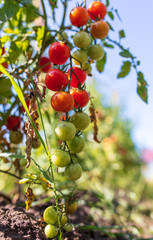 Ripe cherry tomatoes on a plant in the garden