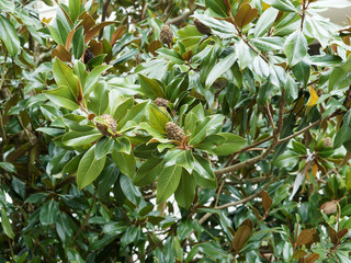 (Magnolia grandiflora) Fruits du Magnolia à grandes fleurs ou laurier-tulipier