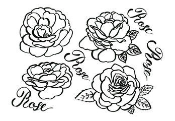 Hand drawn ink roses illustration. Can be used as print, postcard, packaging design, element design, template, textile design, sticker, tattoo and so on.