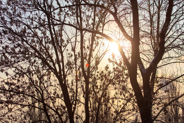 Leafless tree branches at dawn of the sun
