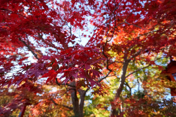 鍬山神社 / Kuwayama Temple