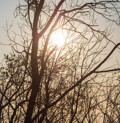 Leafless tree branches at dawn of the sun