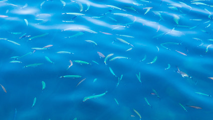 Fish in the blue water of the sea as a background