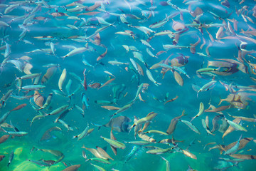 Fototapeta na wymiar Fish in the blue water of the sea as a background