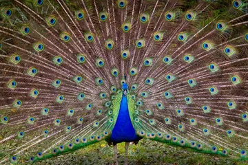  Henry the Peacock © Hunter