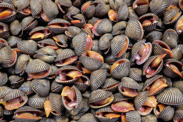 Fresh raw cockles seafood,  cockles or scallop fresh raw shellfish, cockle shells for sale in the market