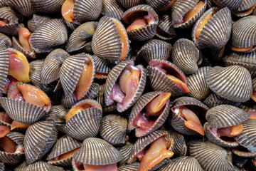Fresh raw cockles seafood,  cockles or scallop fresh raw shellfish, cockle shells for sale in the market