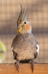 Portrait of a Corella parrot in a cage