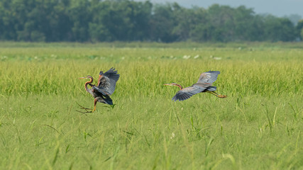 Obraz na płótnie Canvas Purple Heron in flight and one of them landing on grassland