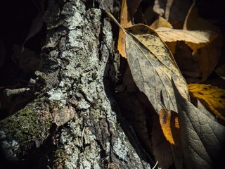 Branch and Leaf