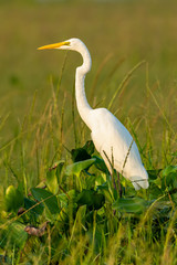 Great Egret perching on a clump of water hyacinth looking into a distance
