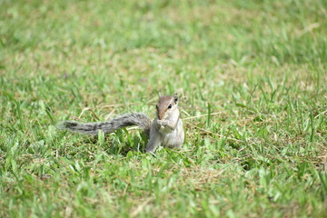 Little squirrel having some food