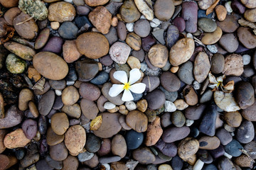 A small orchid in the center of rounded stones
