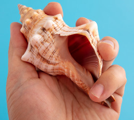 Sea shell in hand isolated on a blue background