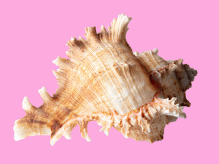 Sea shell isolated on a pink background