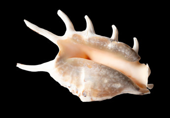 Sea shell isolated on a black background