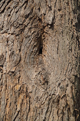 Baumrinde