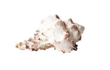 Sea shell isolated on a white background