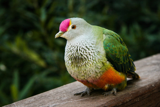 Rose Crowned Fruit Dove Bird