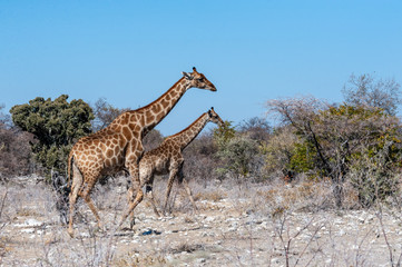 Obraz premium Angolan Giraffes - Giraffa giraffa angolensis-walking through the bushed of Etosha National Park, Namibia